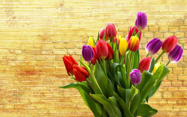 Tulipanløg og deres forskellige farver: Hvad de betyder