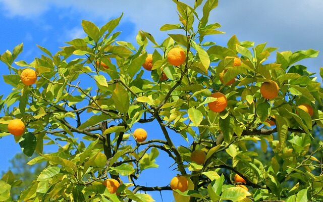 Sådan får du succes med beskæring af frugttræer i din have