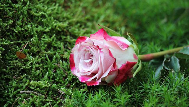 Den komplette guide til behandling af rosacea naturligt og effektivt