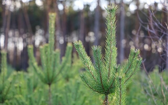 Juletræer med omtanke: Sådan kan du sikre dig et bæredygtigt juletræ fra dansk juletræssavler